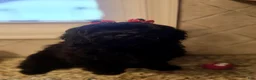 Mixed Breed dogs for sale: Mixed Breed 2 - Ad 1