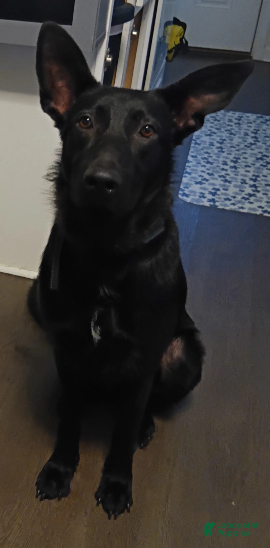 Sheprador dogs for sale: Remus - Ad 7