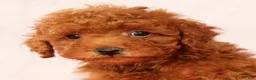 Mini Goldendoodle dogs for sale: Odin - Ad 9