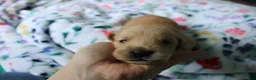 Golden Retriever dogs for sale: Golden Retriever Puppy 6 - Ad 3