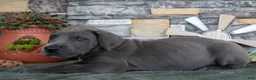 Great Dane dogs for sale: Alex - Ad 3