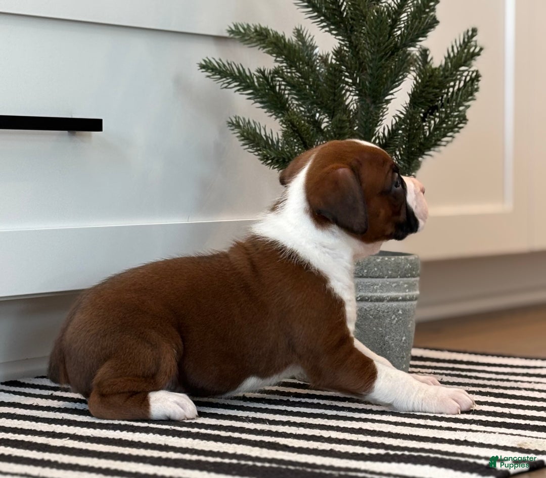 Boxer dogs for sale: Ace - Ad 8