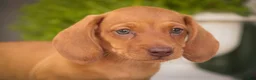 Miniature Dachshund dogs for sale: Jelly Miniature Dachshund  - Ad 8