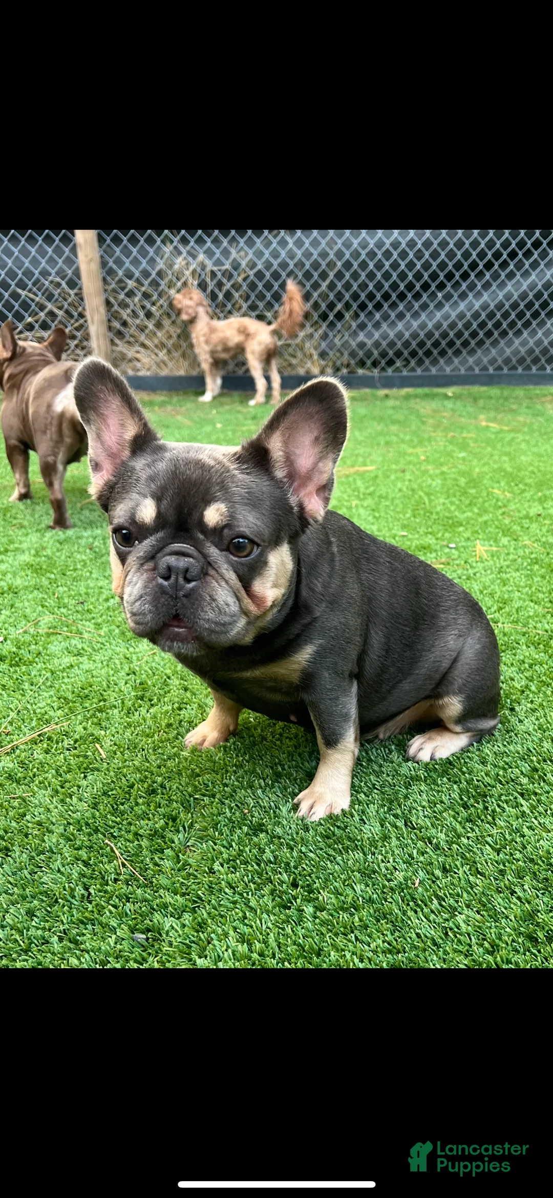 French Bulldog dogs for sale: Blue - Ad 6