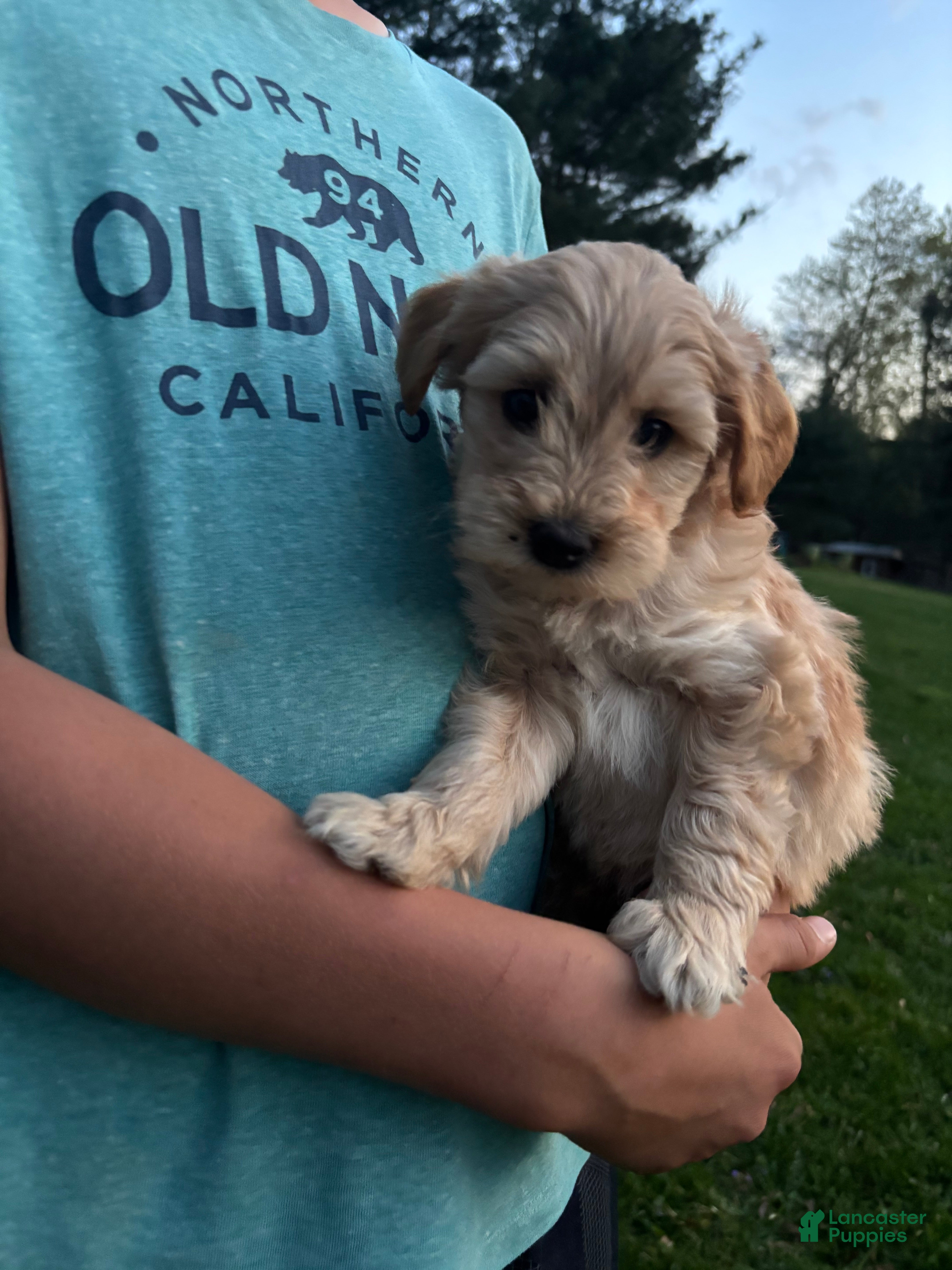 Mini Goldendoodle dogs Brody - Ad 1