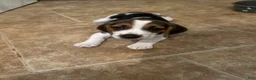 Beagle dogs for sale: Pinto - Ad 3