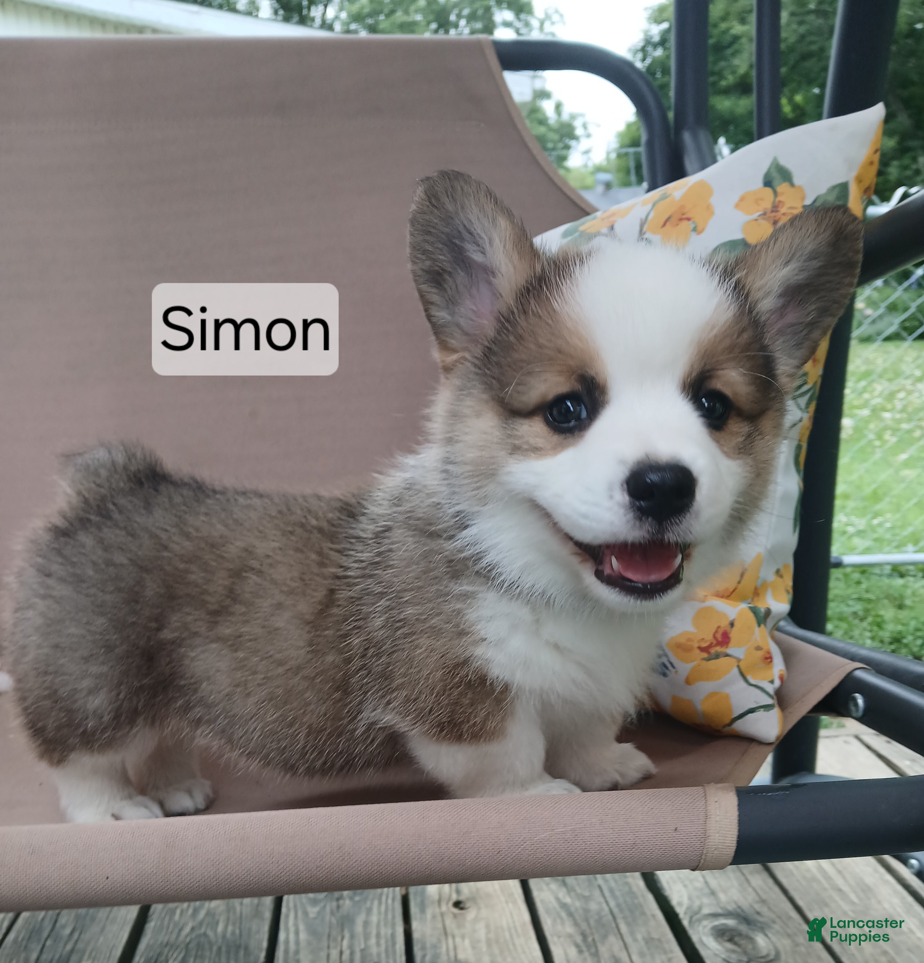 Welsh Corgi Pembroke dogs for sale: SIMON - Ad 4