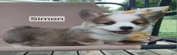 Welsh Corgi Pembroke dogs for sale: SIMON - Ad 1
