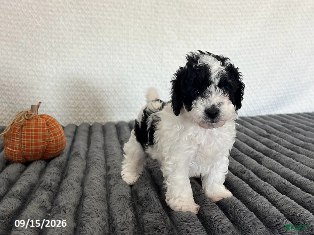 Cavapoo dogs for sale: Bryson - Ad 2