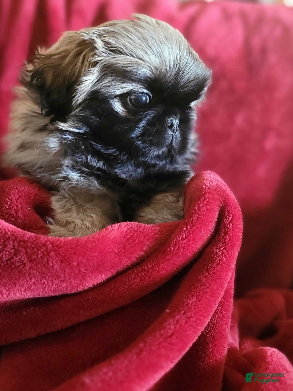 Pekingese dogs Pekingese 3 - Ad 5