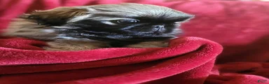 Pekingese 3