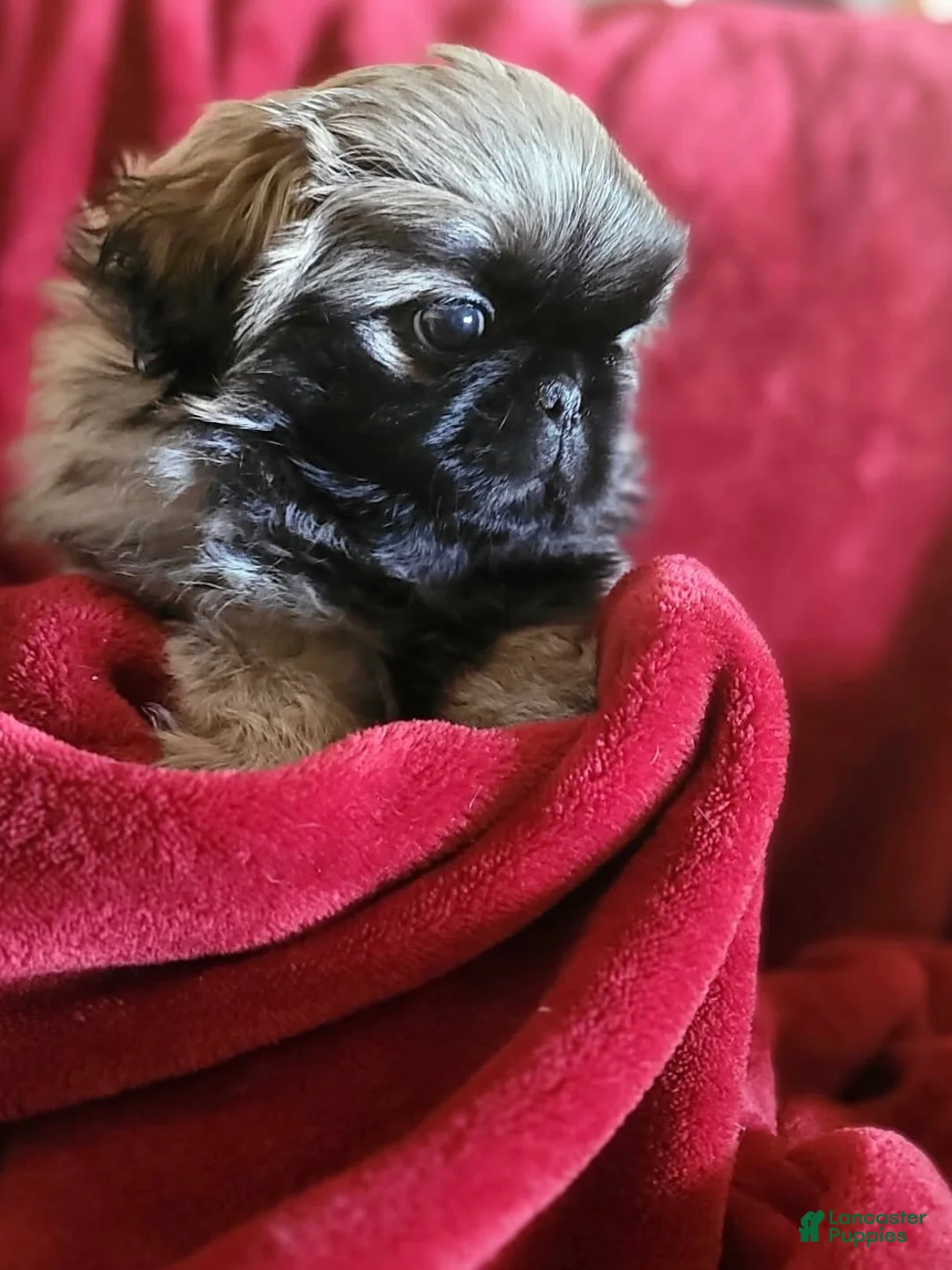 Pekingese dogs for sale: Pekingese 3 - Ad 1