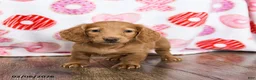 Miniature Dachshund dogs for sale: Otis - Ad 3