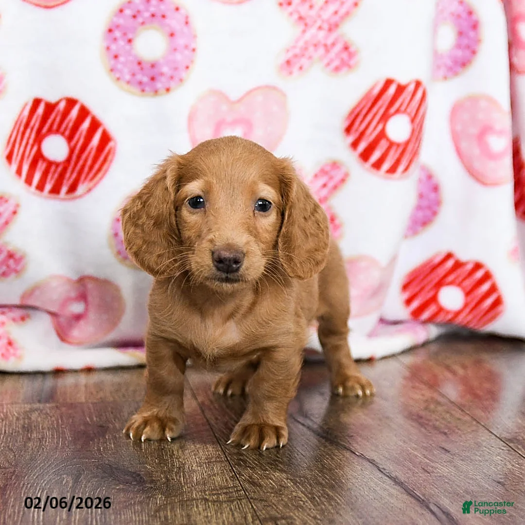 Miniature Dachshund dogs for sale: Otis - Ad 3