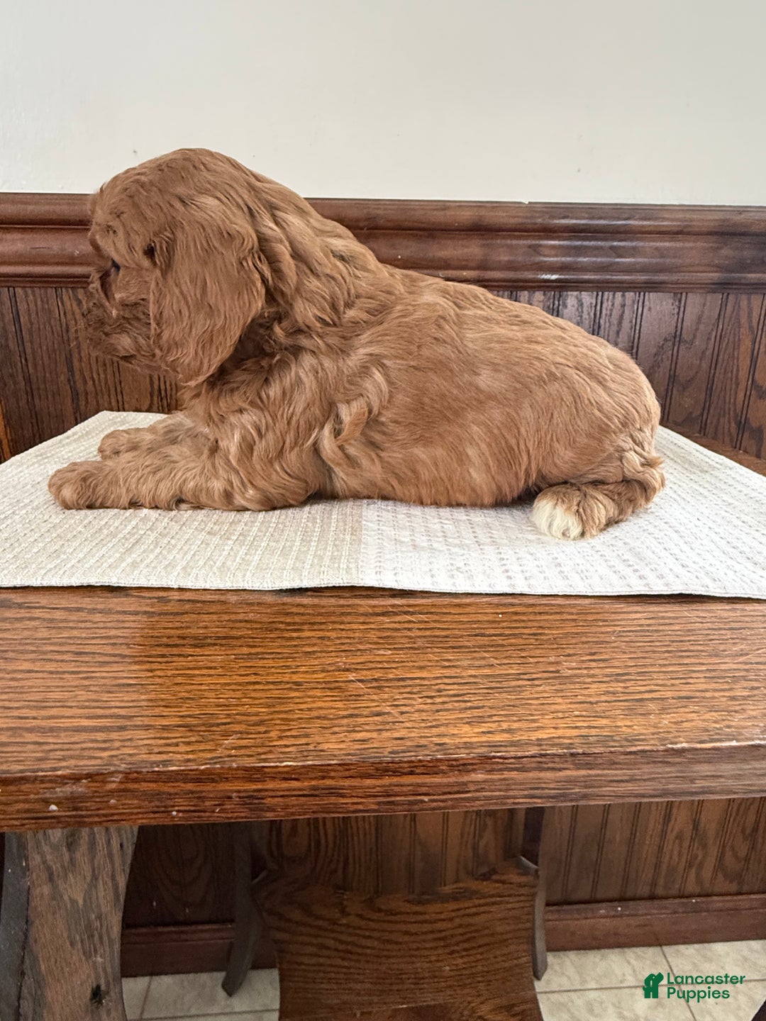 Cavapoo dogs for sale: Cavapoo Puppy 3 - Ad 4