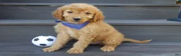 Mini Goldendoodle dogs for sale: Rover (medium) - Ad 5