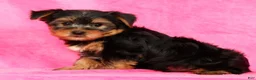 Yorkshire Terrier dogs for sale: Leo - Ad 9