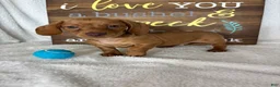Dachshund dogs for sale: Duke - Ad 1