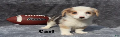 Carl