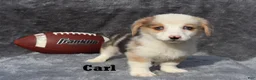 Welsh Corgi Pembroke dogs for sale: Carl - Ad 1