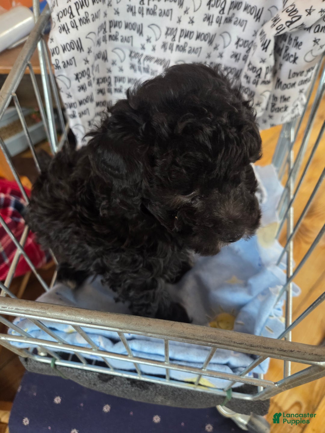 Toy Poodle dogs for sale: Toy Poodle Puppy 1 - Ad 5