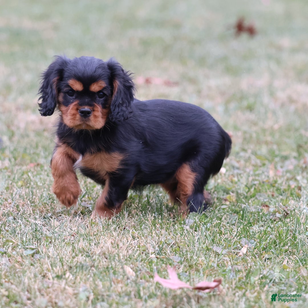 Cavalier King Charles Spaniel dogs for sale: Smartie  - Ad 5