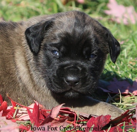 English Mastiff dogs English Mastiff Puppy 2 - Ad 1