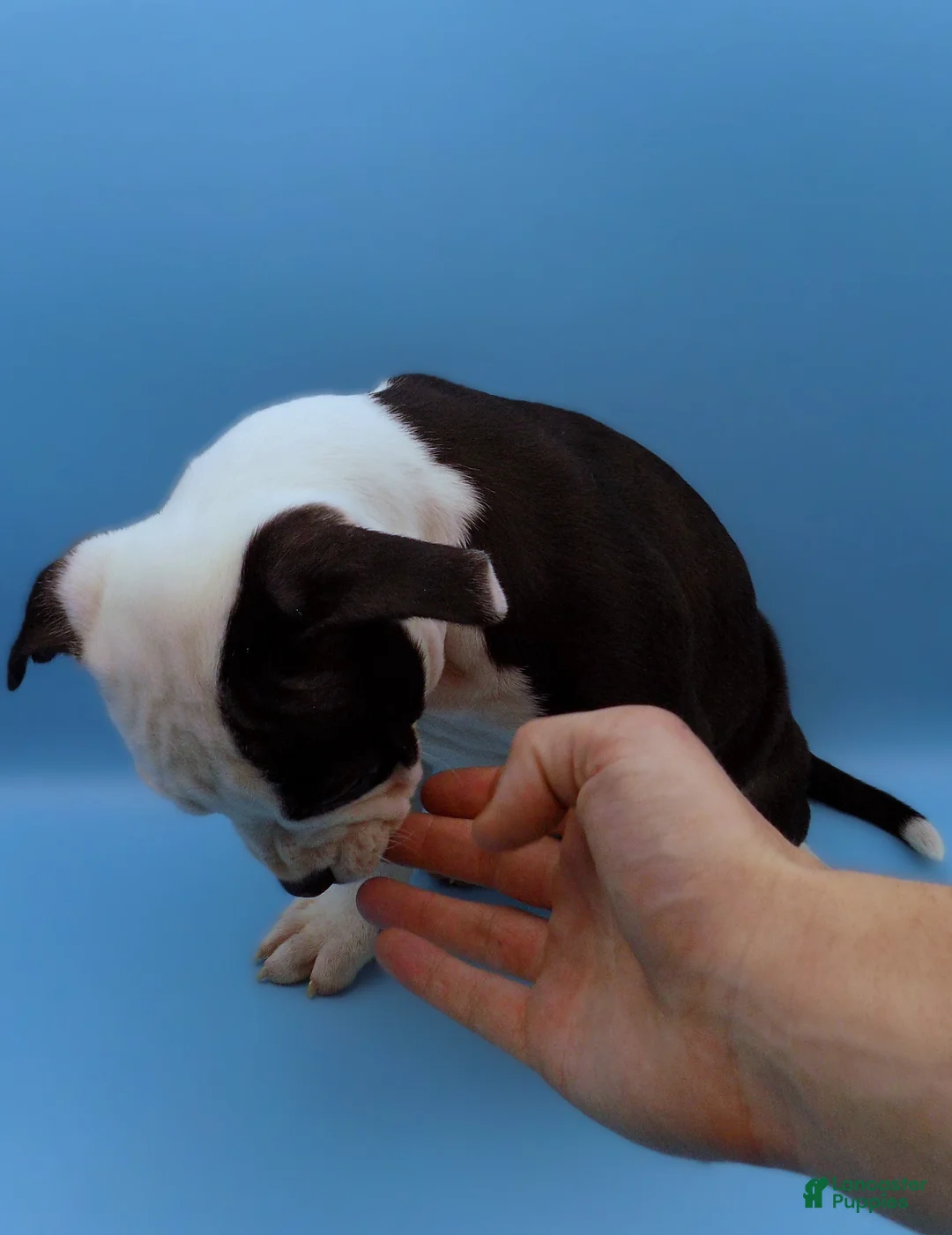 Mixed Breed dogs for sale: Nipper - Ad 6