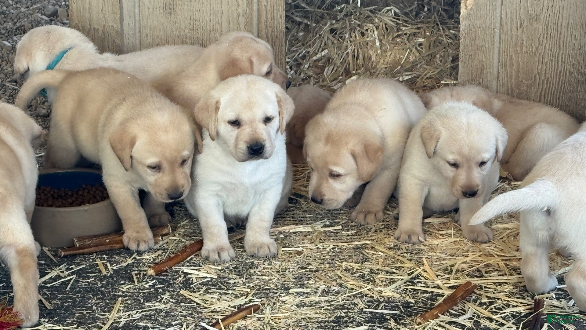 Labrador Retriever dogs Labrador Retriever 1 - Ad 15