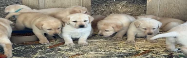 Labrador Retriever 1