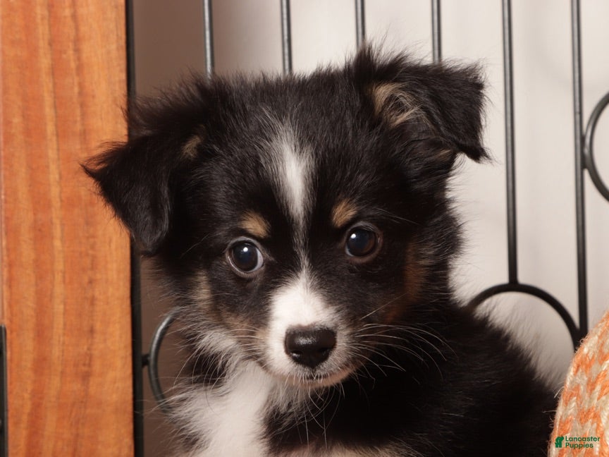 Miniature Australian Shepherd dogs for sale: Sienna - Mini Aussie  - Ad 2
