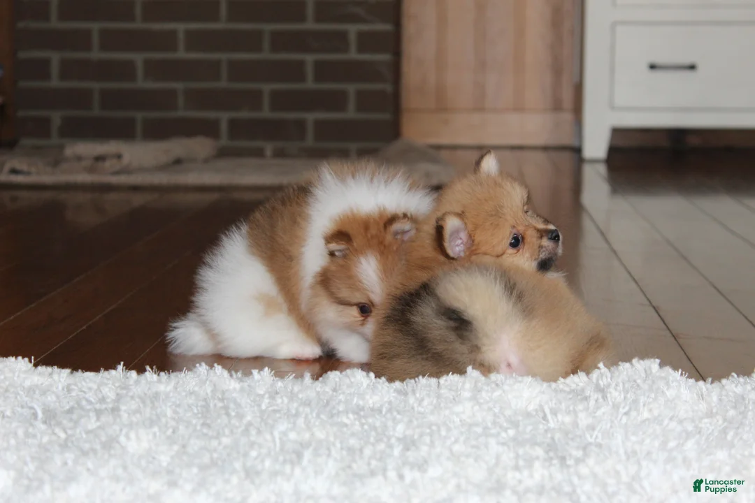 Pomeranian dogs for sale: Kenny - Ad 7