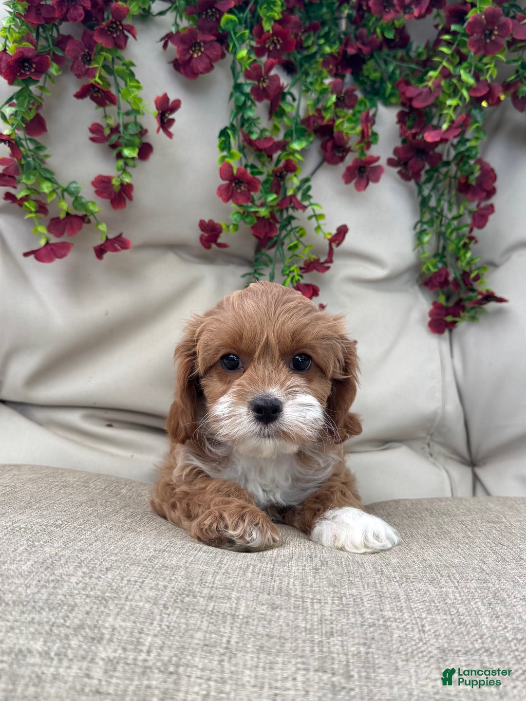 Cavapoo dogs for sale: Scarlet  - Ad 2