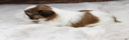 Shih Tzu dogs for sale: Molly - Ad 3