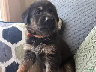 German Shepherd dogs German Shepherd Puppy 10-Orange - Ad 9