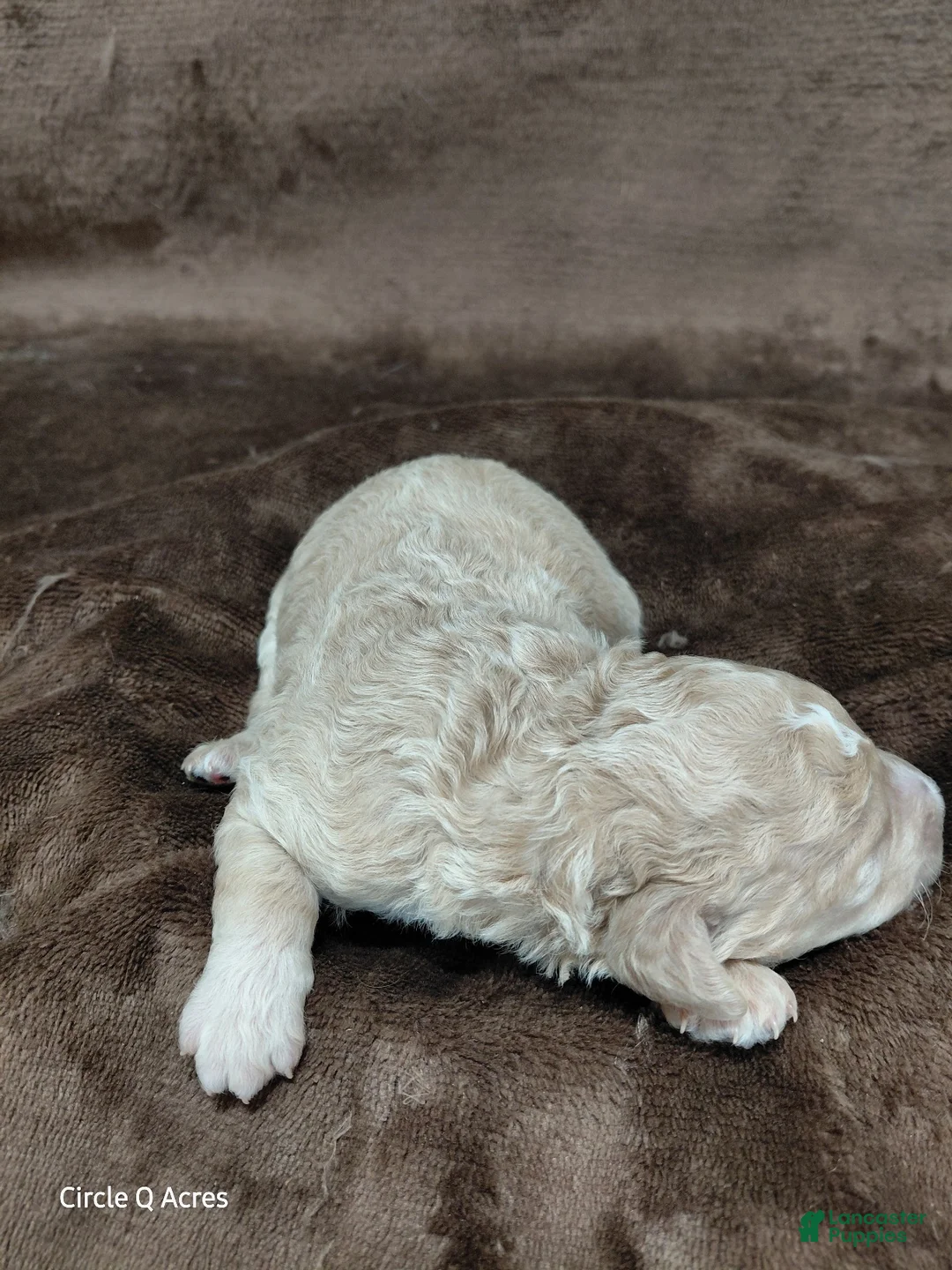 Mini Goldendoodle dogs for sale: Diva - Ad 15