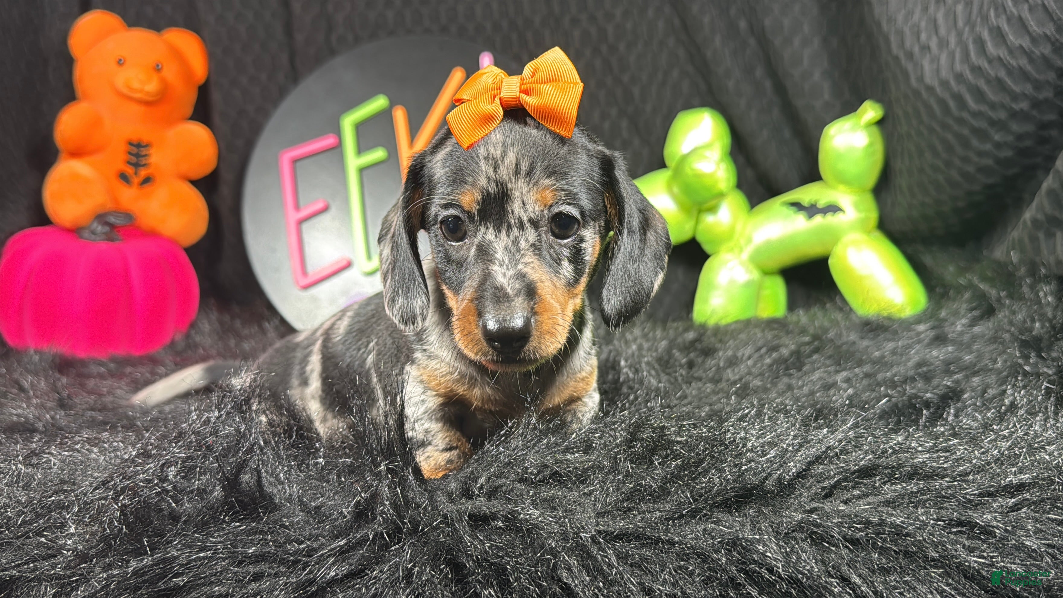 Miniature Dachshund dogs Miniature Dachshund 5 - Ad 27