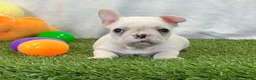 French Bulldog dogs for sale: Dexter - Ad 6