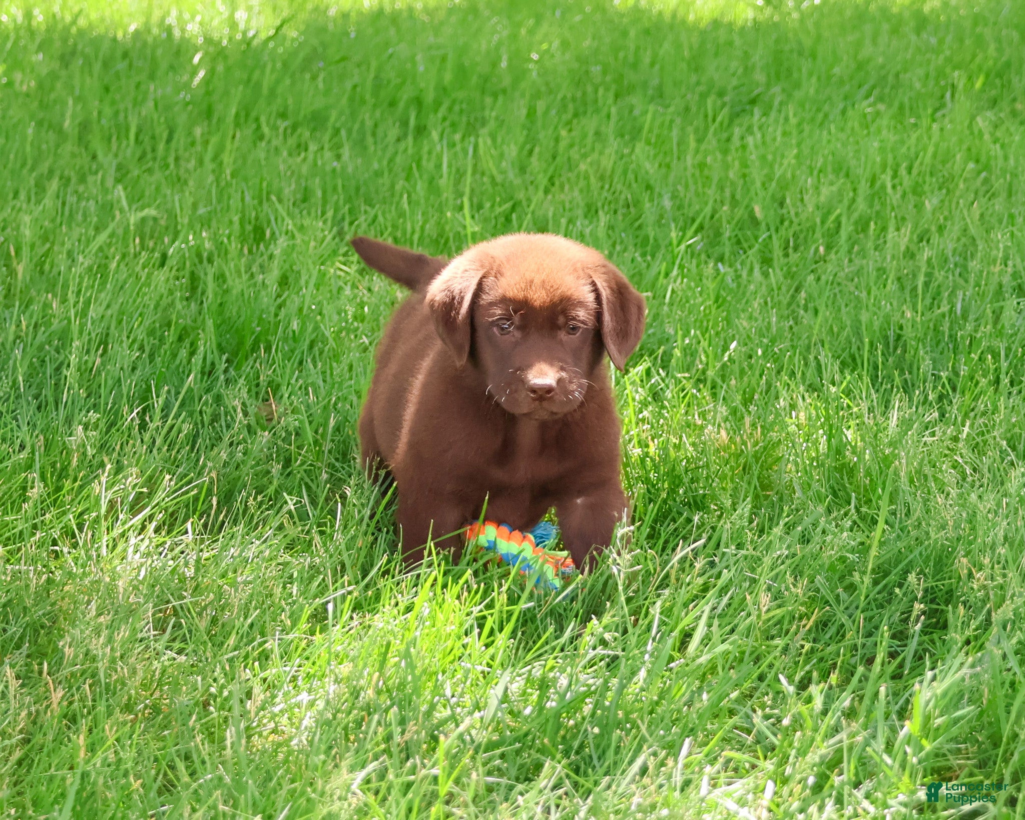 Labrador Retriever dogs Scar - Ad 22