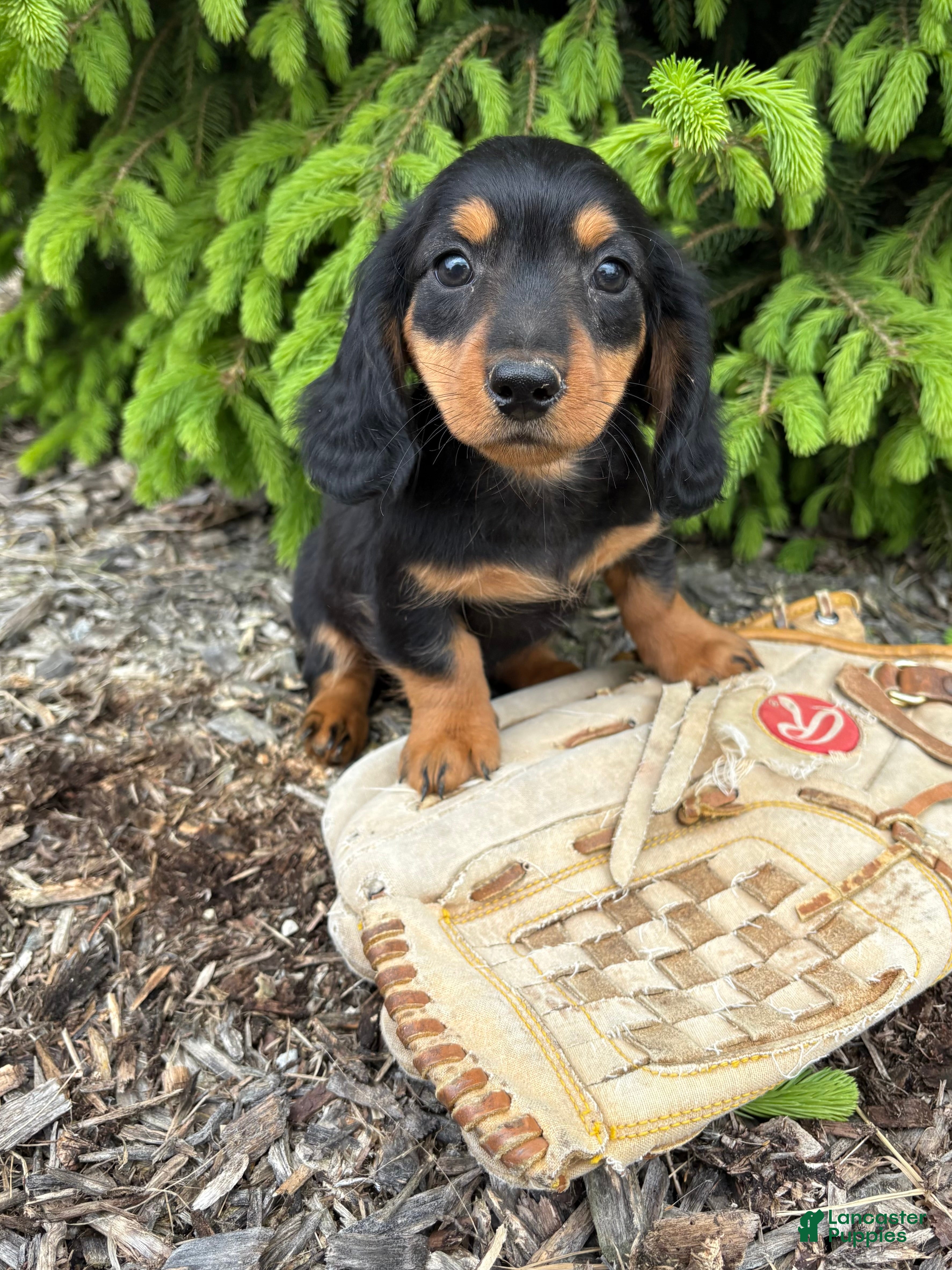 Miniature Dachshund dogs Harrison - Ad 1