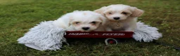 Maltipoo dogs for sale: Cosmo - Ad 15