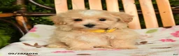 Maltipoo dogs for sale: Murphy - Ad 3