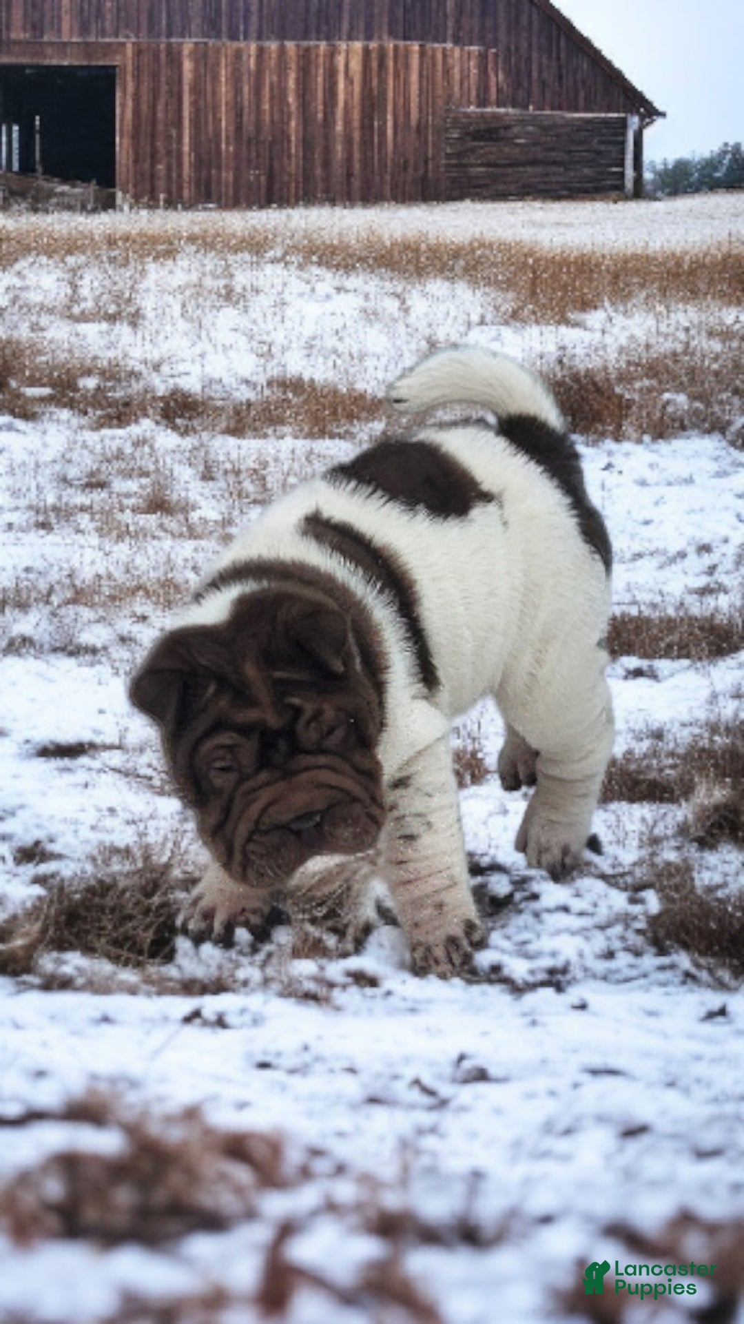 Shar Pei dogs for sale: Chucky chocolate flower mini  - Ad 3
