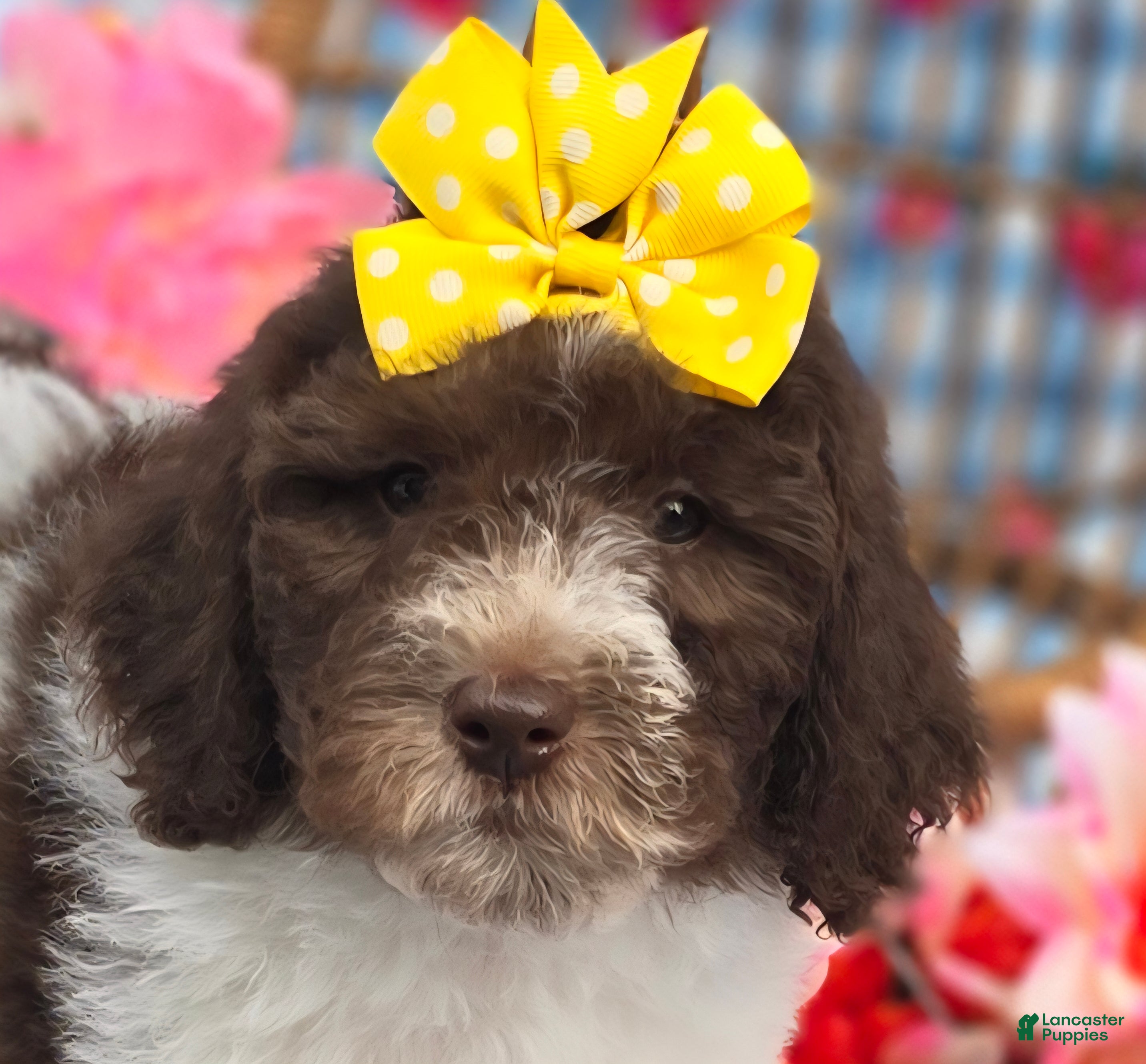 Mini Goldendoodle dogs Verona - Ad 13