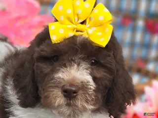 Mini Goldendoodle dogs Verona - Ad 21