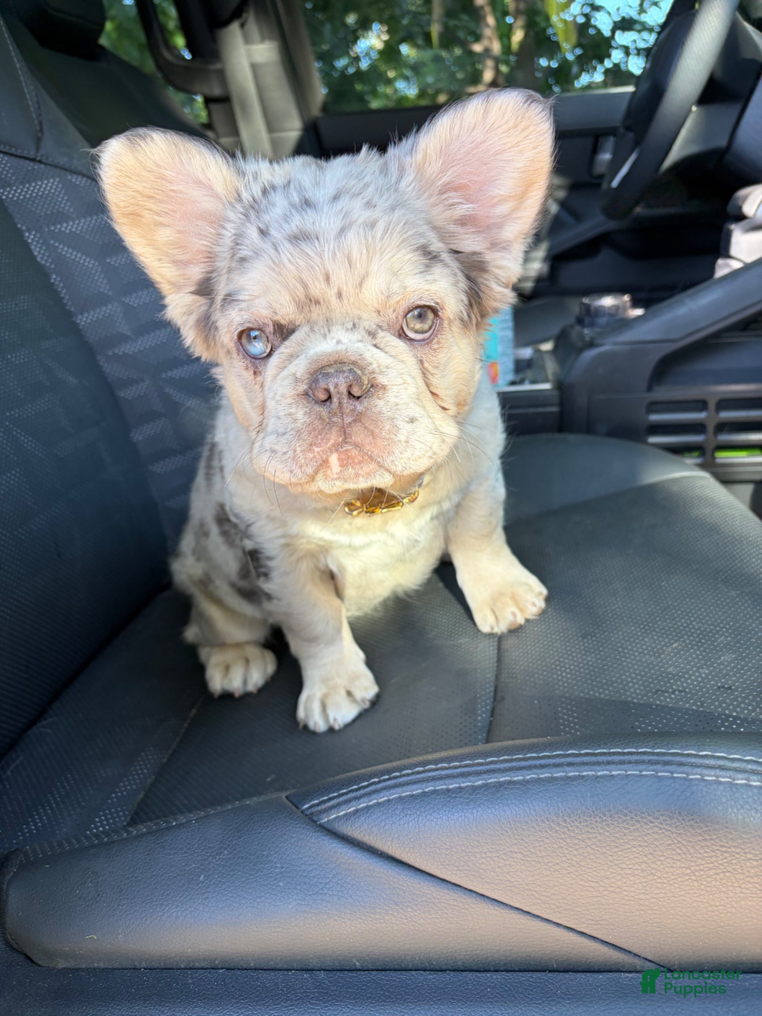 French Bulldog dogs French Bulldog Puppy 1 - Ad 1