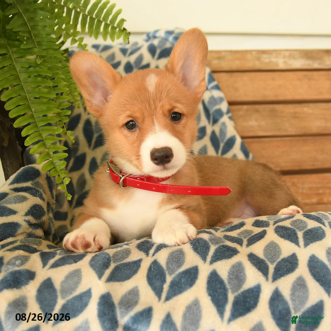 Welsh Corgi Pembroke dogs for sale: Nia - Ad 2