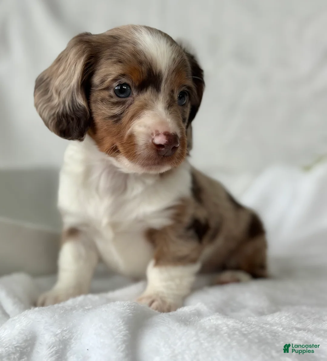 Miniature Dachshund dogs for sale: Special Baby Miniature Dachshund  - Ad 5
