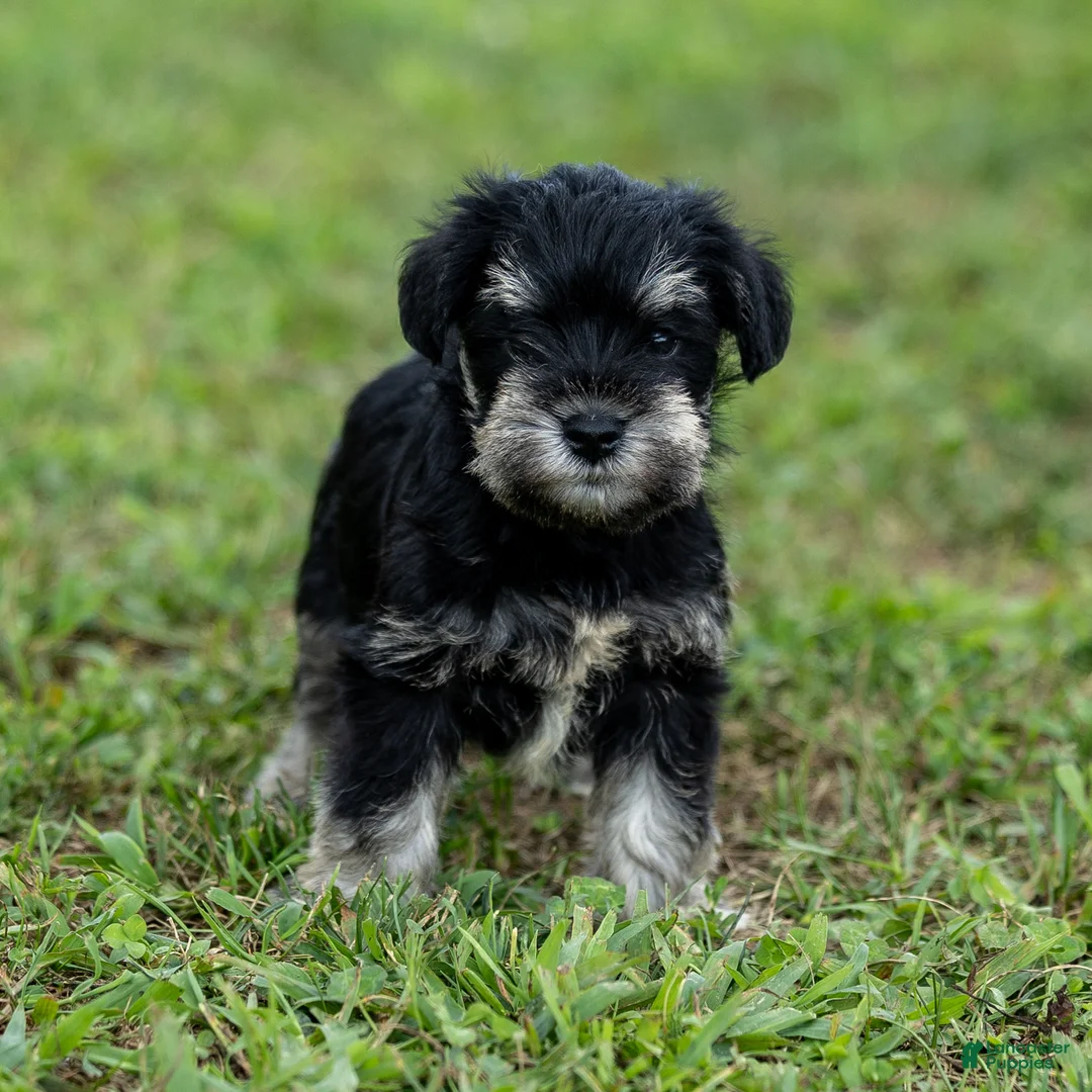 Miniature Schnauzer dogs for sale: Princess - Ad 1