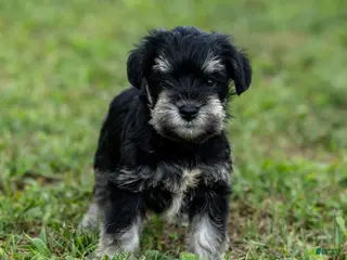 Miniature Schnauzer dogs Princess - Ad 5